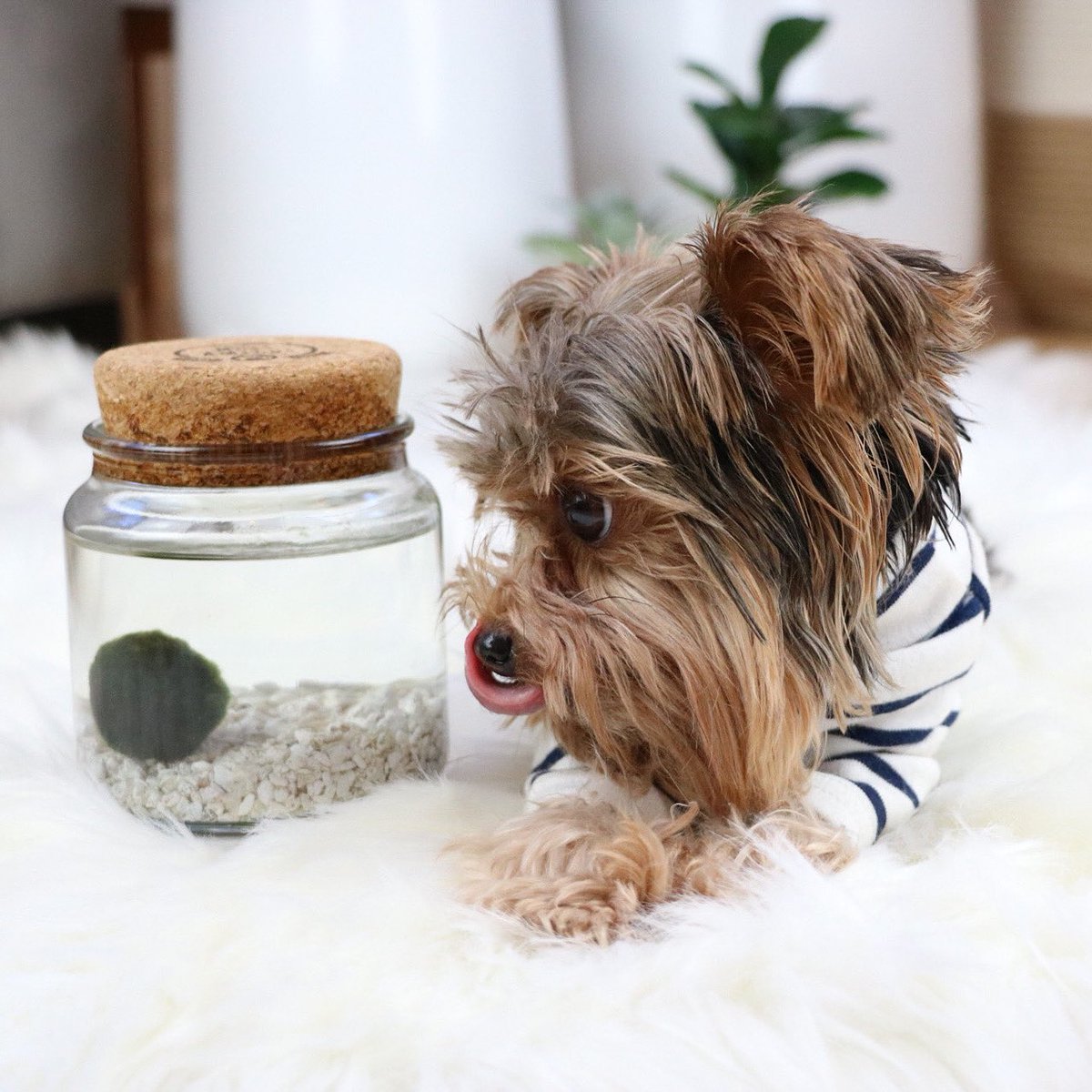 marimo dog