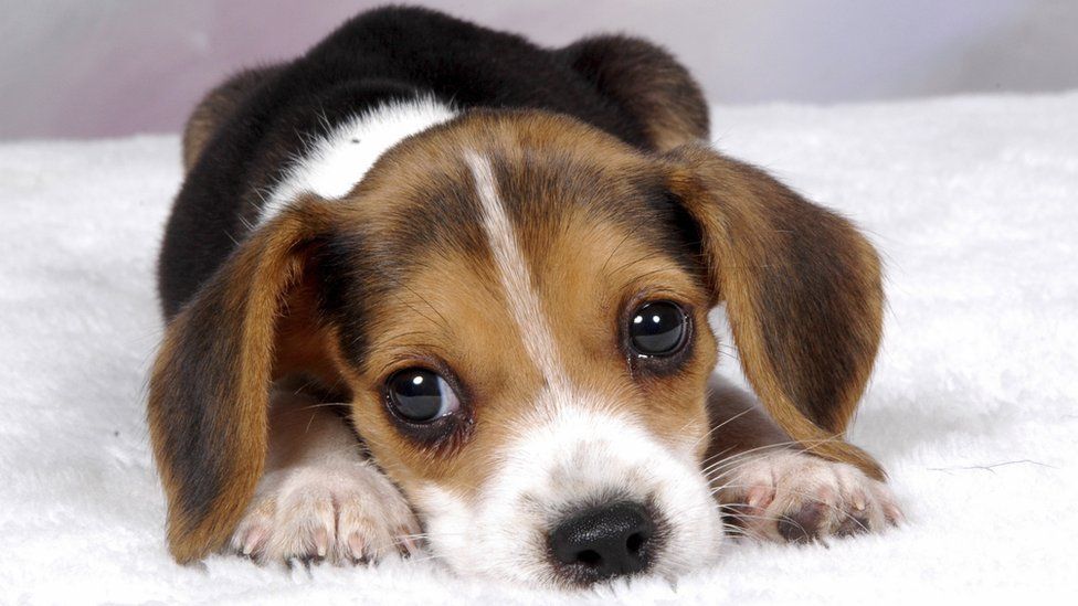 PupperPicks's tweet image. RT if this fella would guilt you with is puppy dog eyes every tiem