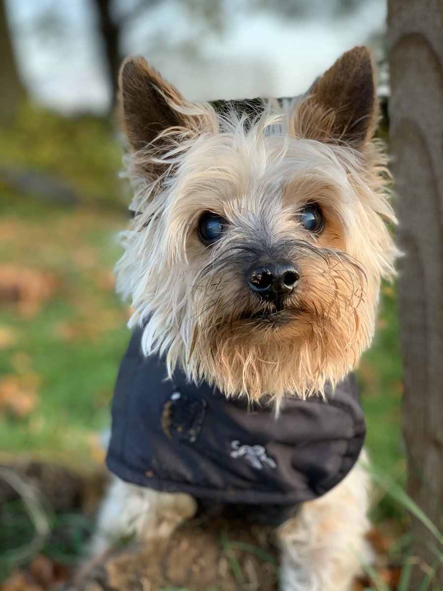 WigWagPink's tweet photo. Autumn Sunday walk around Southwell. ๐พ #muddynose #walkies #dogwalking #southwell #southwellminster #southwelltraders #southwellhighstreet #notts #nottingham #nottinghamshire #yorkshireterrier https://t.co/Eh0OeaozKM