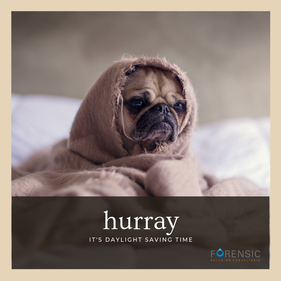 ForensicBuild's tweet image. Enjoy that extra hour of sleep! #daylightsavingtime #grumpypug