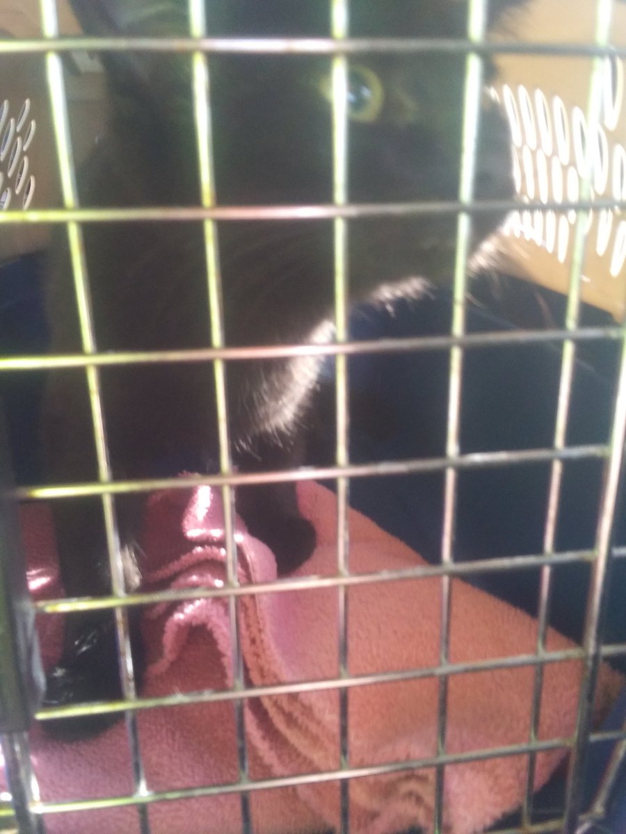 MicahSquared's tweet photo. This is Smiles! She is on her way to Ellensburg Petsense WA and is a total sweetheart. #kittens #cats #Adoption #petsense https://t.co/Ti68bh7sz2