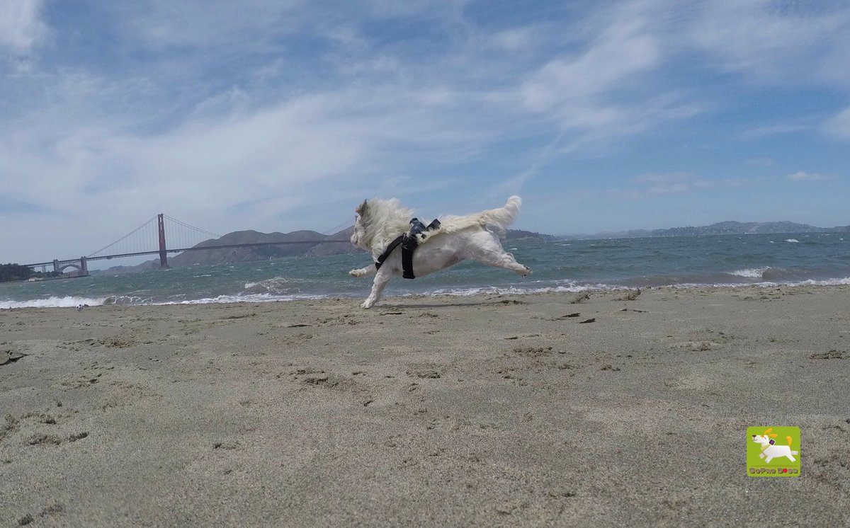 GoProCharlie1's tweet photo. GoPro Charlie! Lion dog storms the @GGBridge 🐶🦁🚀🦁🌉🐶😎🤪 #liondog #coconutcam #goprodogs #goldengate #goldengatedogs #sf #goprocharlie #dogcelebration #landofdogs #dogsoftwitter #shihtzu #gopro https://t.co/3xodP5wHfG