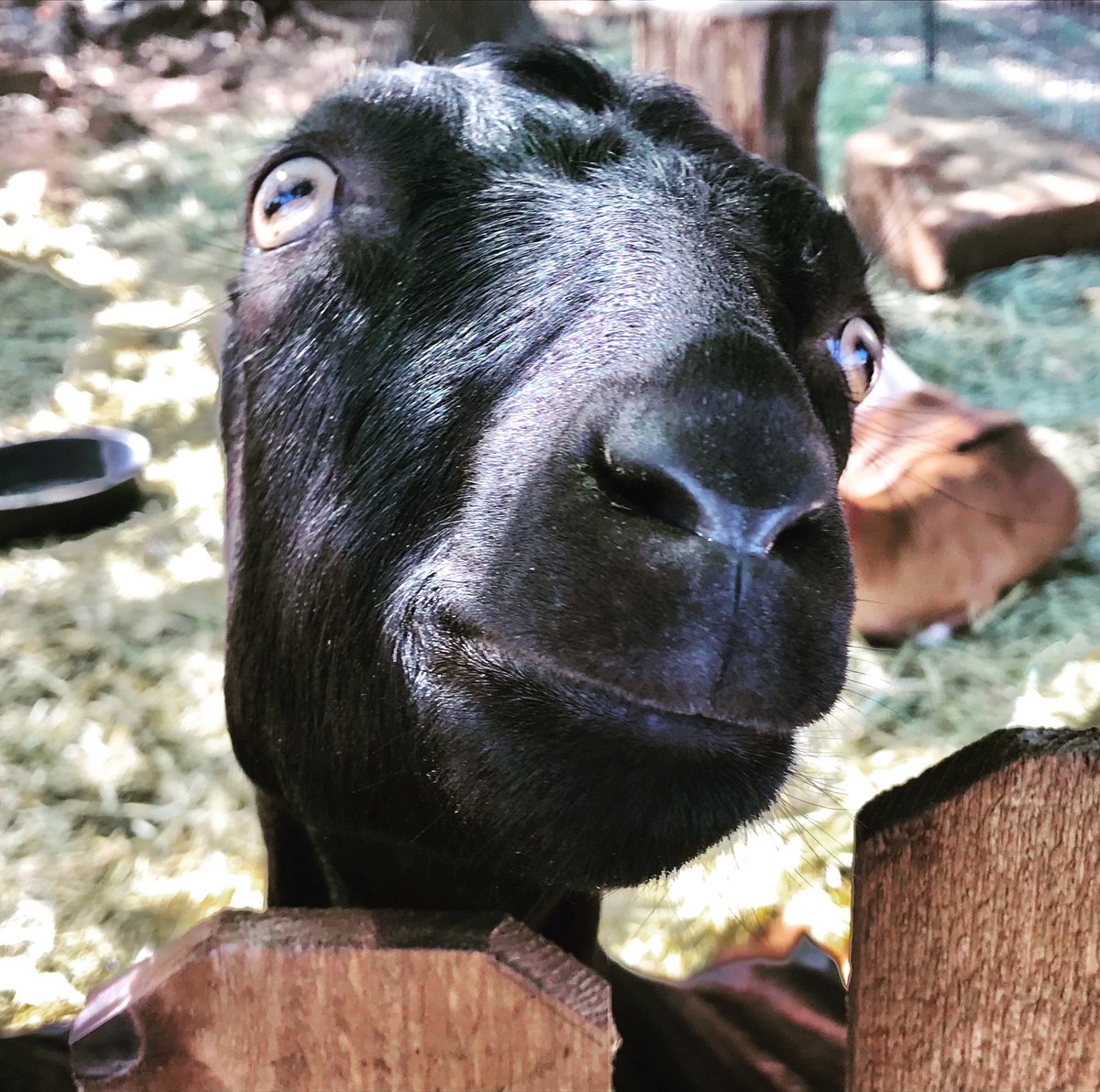 It is physically impossible not to be happy around goats.