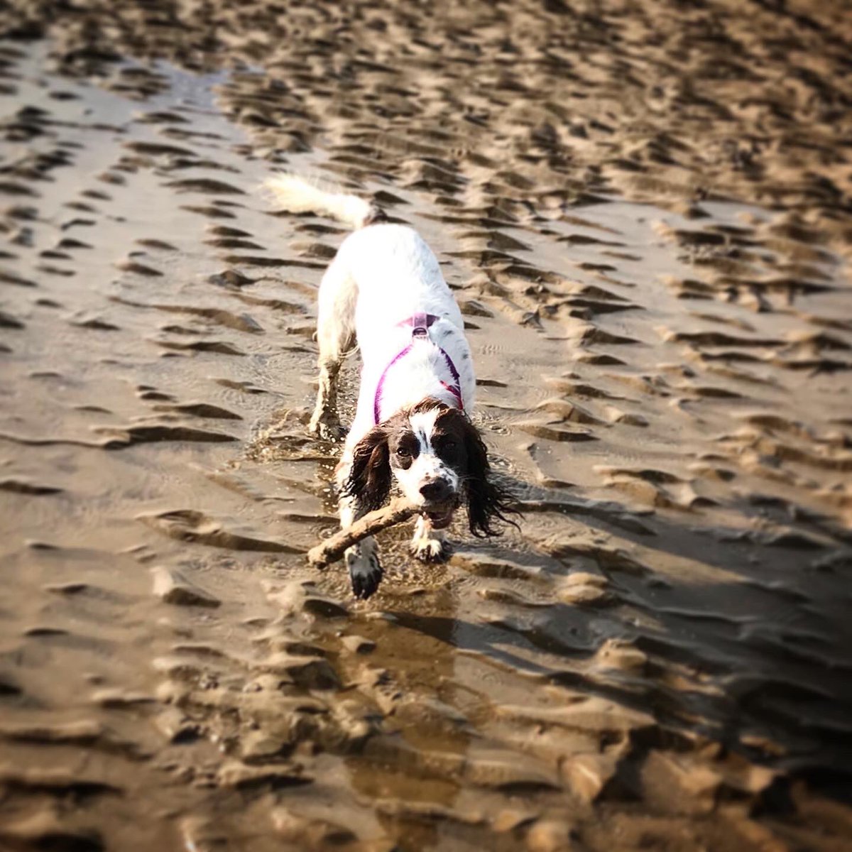 CockersExplore's tweet photo. It’s the #derpydog beach collection!
#funny #funnydogs #beach #beachfun #sundayfunday #beachdogs #aww #cute #dogs #spaniels #spaniellife #walkies #playtime #sisters #spanielfun #workingcockers #workingcockerspaniels https://t.co/jn8NyJfvvo