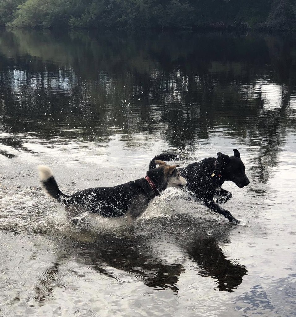 ServiceDogsUK tweet media