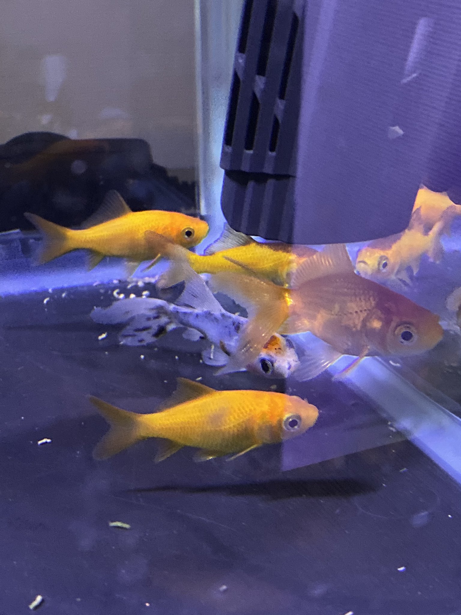 しぃちゃん 金魚 陸亀 唯一の良い報告は まだ注意が必要ですがあれだけ酷かった和金槽の白点が完治しました 朱文金 コメット2 和金3 ミックス琉金 は助かりました 白点病 T Co Uqn56qxwyq Twitter