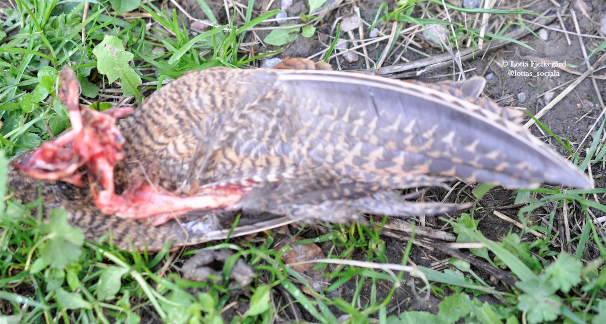 wing of a Eurasian woodcock, lying on grass. bloody end.