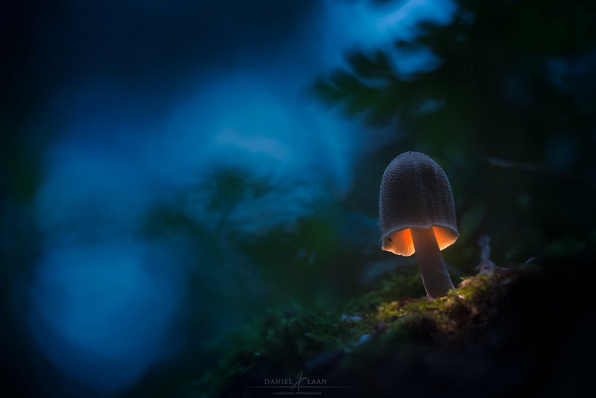 500px's tweet photo. Daniel Laan is our 500px Profile of the Day! 📷

More inspiration here: https://t.co/V9O58RbPRM https://t.co/hPGbw4Boh2