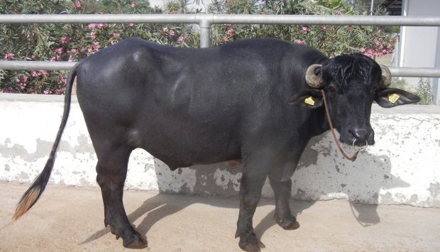 This breeding buffalo bull has been cloned by scientists at the <a href="/icarindia/">Indian Council of Agricultural Research.</a> Central Institute for Research on Buffaloes &amp; <a href="/IGIBSocial/">CSIR-IGIB</a> using skin- and semen-derived donor cells.
go.nature.com/2r9slvf