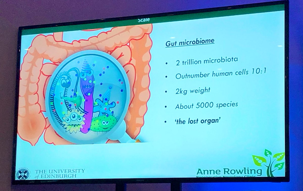 RayDorsey7's tweet image. Fascinating talk on gut microbiome by Dr Peter Connick. We are all carrying 2kg of organisms in our gut 😳 Do they have a role in MS? #mstconf