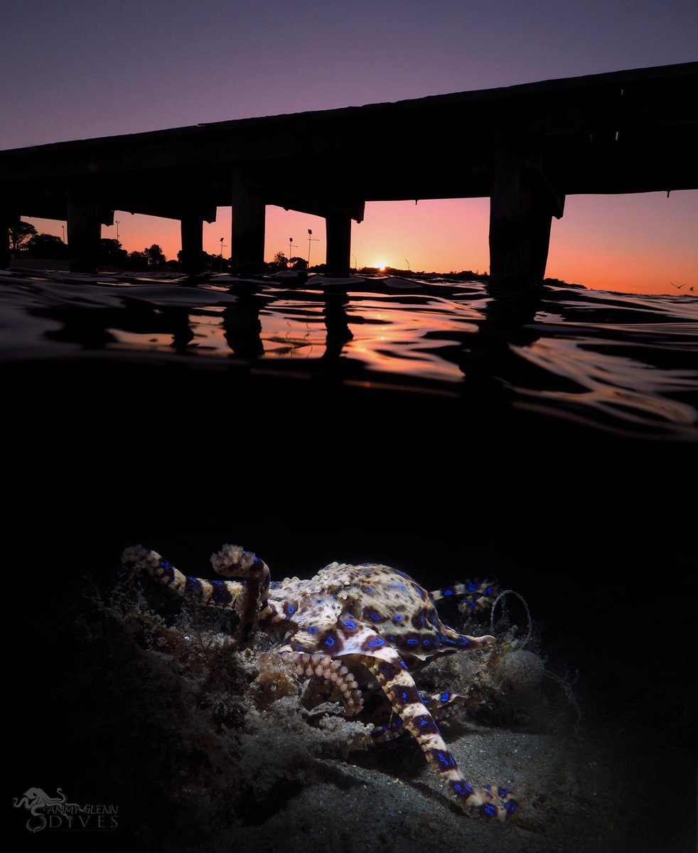 ScubaActive's tweet image. Photo of the day