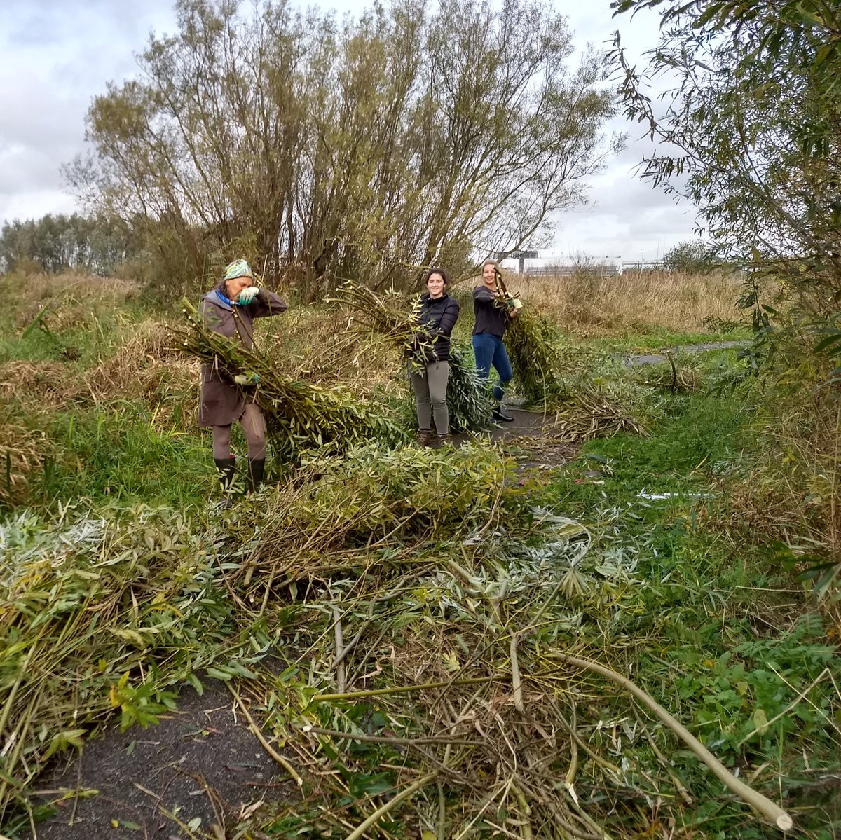 BoswachterKees's tweet photo. Ook vandaag op pad met vrijwilligers voor de @NatuurwerkdagNL. Het wilgenopschot langs een rietveld in de Lange Bretten flink terug gezet. Met dank aan vele hardwerkende medewerkers van reisorganisatie Koning Aap! @landschapnh https://t.co/RIM53zEc97