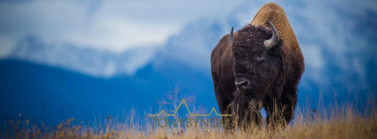 TonyBynum's tweet photo. Original descendant from the massive herds that once roamed the American prairie landscape. #NationalBisonDay #bisonrange @USFWSMtnPrairie @MTWildlife @NWF_RMRC @NWF #montana https://t.co/zr9MWsWi6u