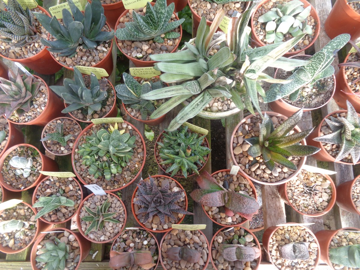CactusSucculent's tweet photo. The Gasteria collection, well, about half of it, of one of our members? Has anyone else developed an obsession for these beautiful plants? Let us know! #BCSS #CactusSucculent #Gasteria #Gasteriacollection #Gasteriacollection #aloefamily #gasteriacollector https://t.co/b0TNh0EuxV