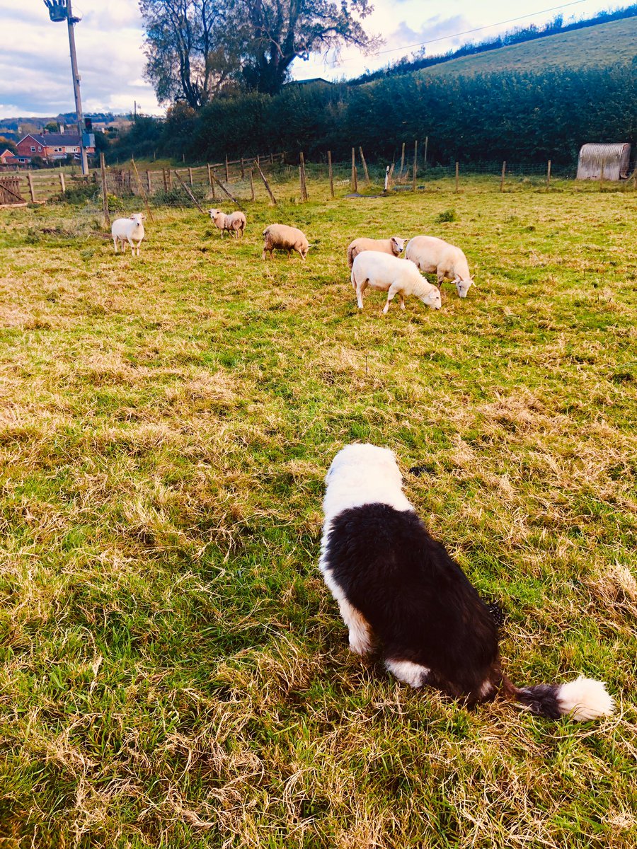 Anfieldexile's tweet photo. Sunday is Toby guarding his little flock whilst I muck out #Somerset #keepingitreal https://t.co/XAoaDijrJS