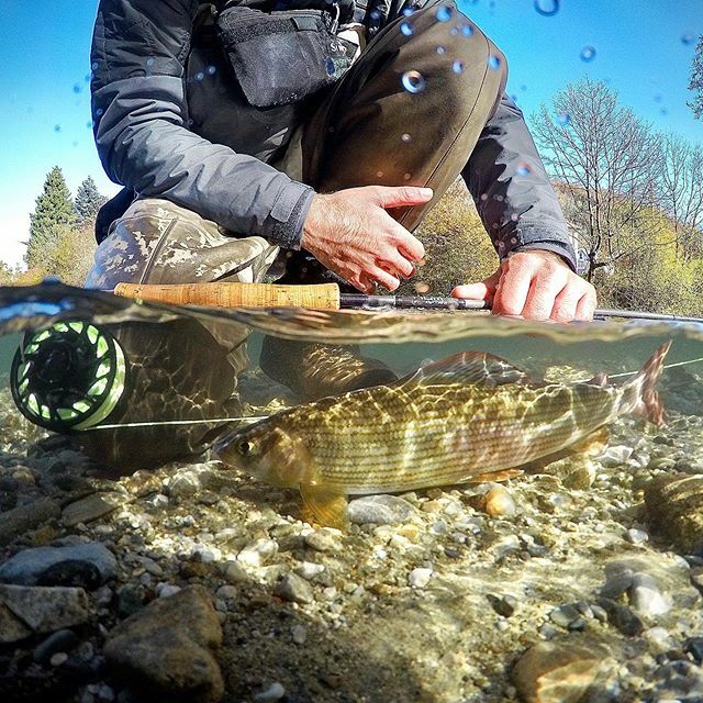 aosfishing's tweet photo. Sundays are for fly fishing 😎🐟😍 #grayling #thymallusthymallus #äsche #aesche #fliegenfischen #flytying #aosfishing #sunday #fishingmakesyouhappy #fishing #fischen #flyfishing #fluefiske #fluefiskeri #perhokalastus #vliegvissen #pescaconmosca #pechemo… https://t.co/5OY22aX4sE https://t.co/5gk4Lyr8CD