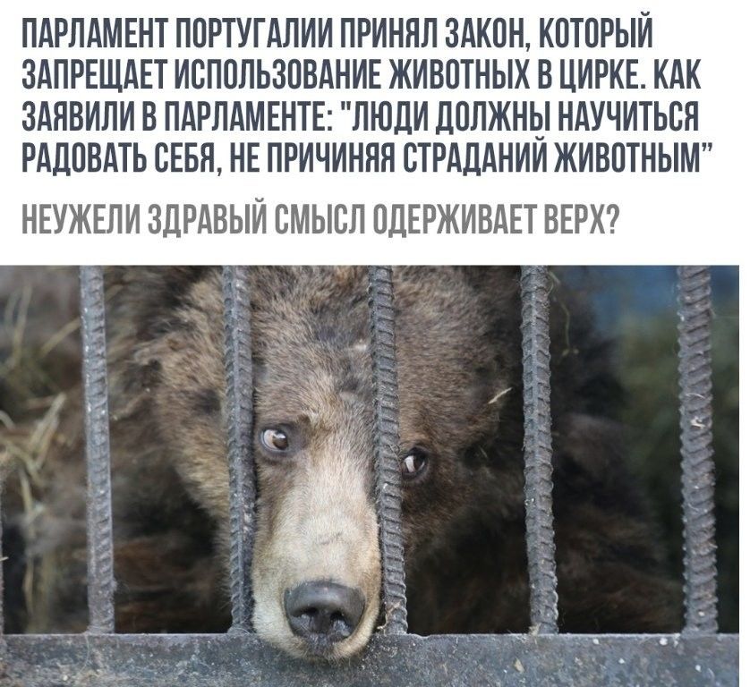 Животные тоже должны быть под защитой