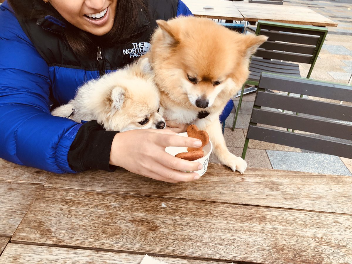 NathanJudah's tweet photo. Birthday treat for the children 🦊🦁@shakeshackUK 🍔🍟🍦#poochini https://t.co/QizCFt6W9H