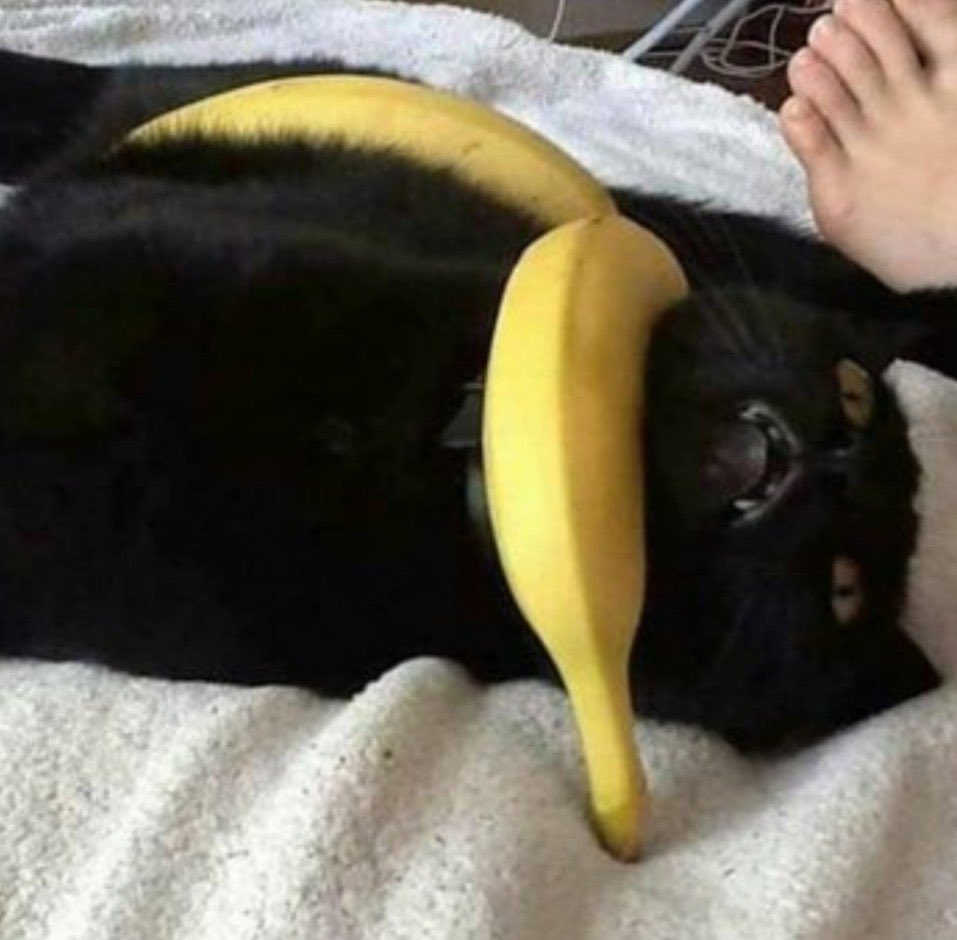 WeDrawAnimals's tweet photo. Mood https://t.co/lidjPunxyU