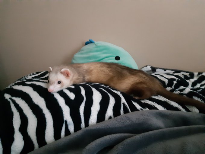 Watch FoxyPrince ♡'s leaked NSFW photo on TwXstars