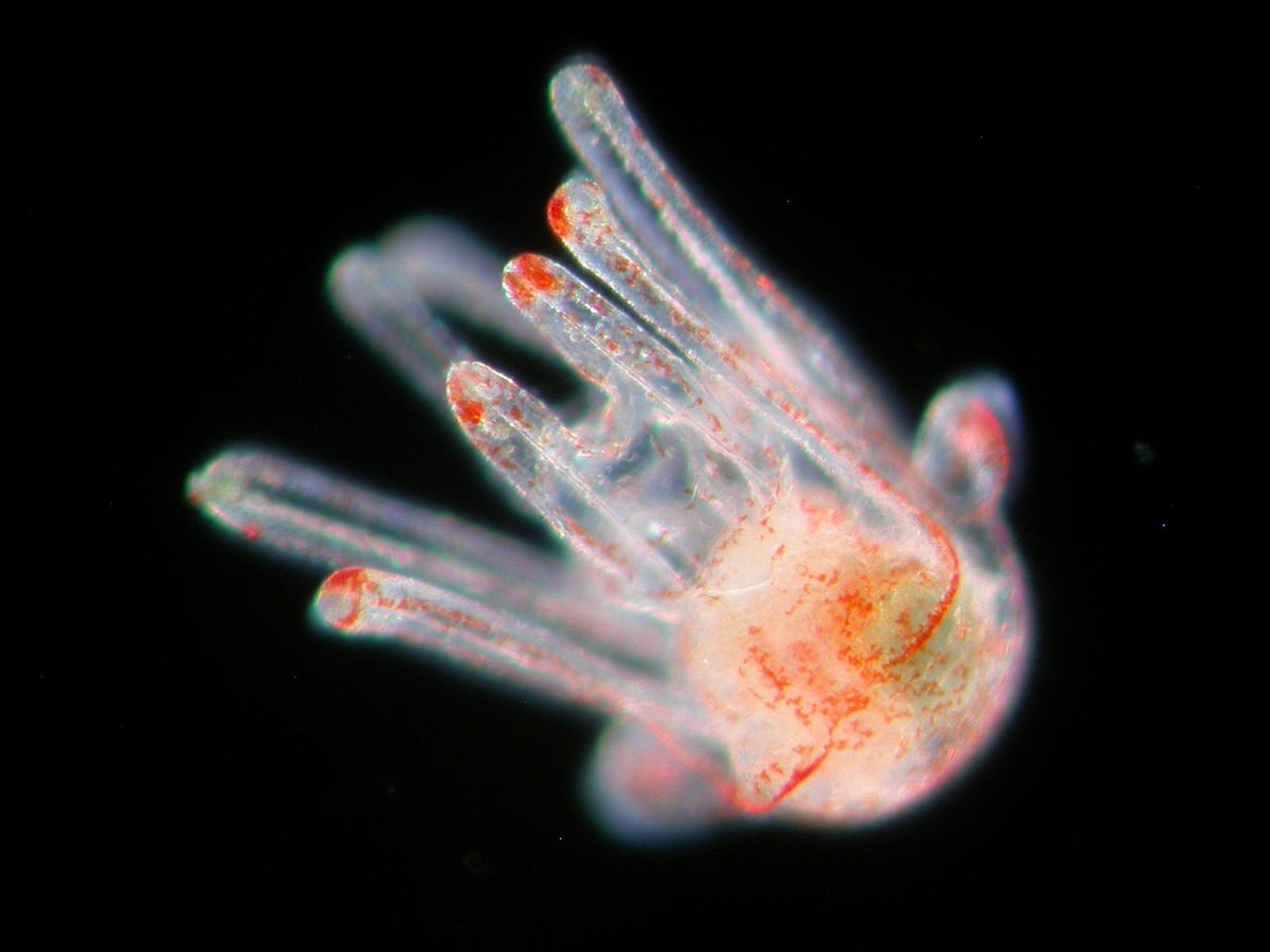 Plankton are frequently microscopic and soft-bodied plankton are digested quicker than hard-bodied ones (think v). This makes it difficult to identify plankton beyond the most broad of groups using traditional diet analyses.PC: B. Vellutini6/n