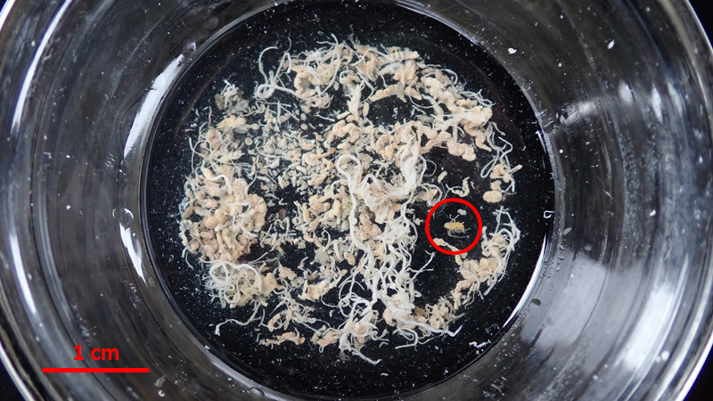 In this dish of gut contents, you can see an amphipod (relative of +) circled. There's a whole lot of anemone tissue also. With new molecular techniques like DNA metabarcoding, we can analyze diets a lot faster, more cheaply, and with less need for taxonomic expertise.8/n