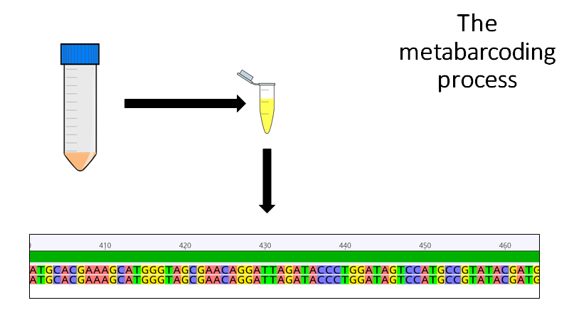 To metabarcode a sample, all you need to do is collect a community sample, grind it all up, extract the DNA, send that DNA off to a sequencing center, and then match those sequences to previously collected sequences to identify what's in the gut contents.9/n