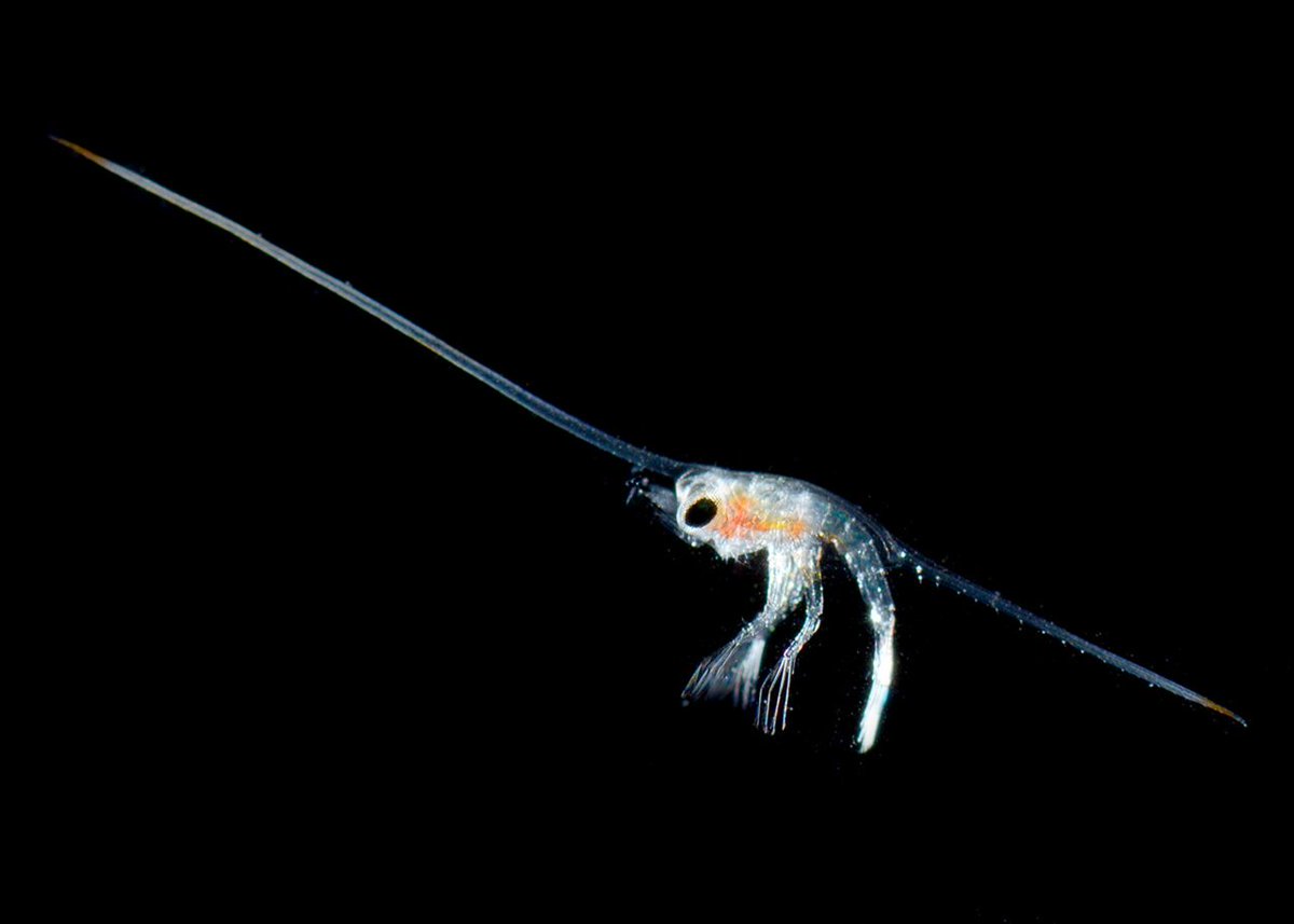 That's not to say that plankton can't defend themselves. They can be toxic, have standing defenses, or avoid predators. This thread is all about prey selectivity: the consumption of prey in a ratio different from available prey.PC: P. Bryant -  http://nathistoc.bio.uci.edu/crustacea/Larvae/Larva1.htm4/n