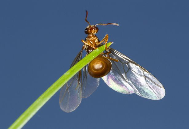 The DNA for these insects matches the yellow meadow ant which, at the time of this work, was releasing winged queens and drones, some of which likely ended up in the water. This is an interesting link between the terrestrial and marine environment!PC: Getty15/n