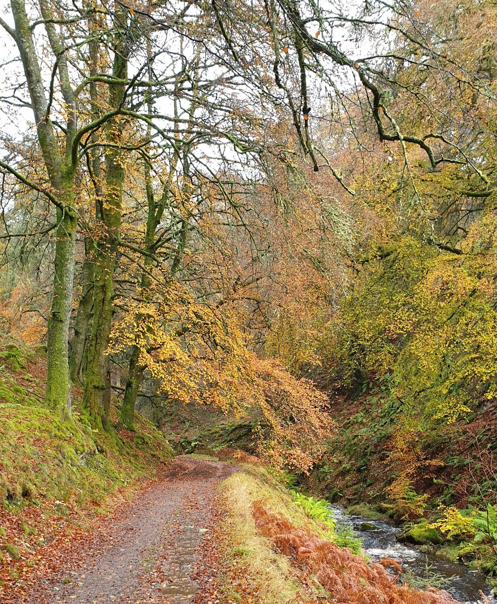 Martha_Caddell's tweet image. A muddy running shoes, beach and hills, autumn colours kind of weekend.  Fantastic!  #WeekendsMatter