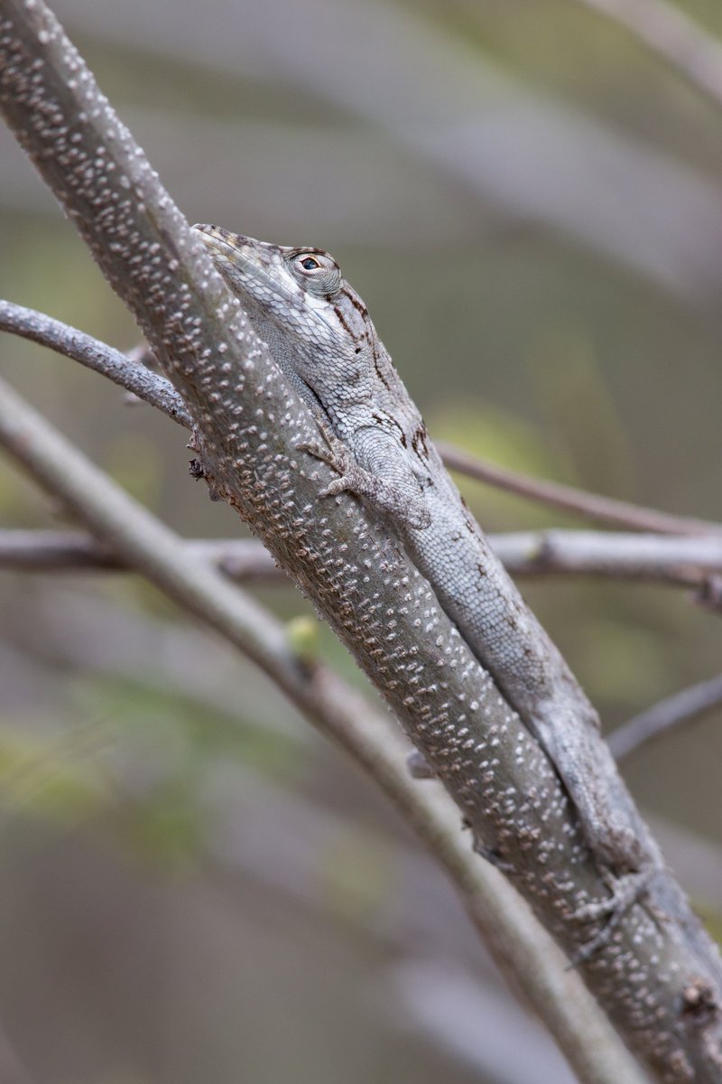 Jon Suh (@jonjsuh) on Twitter photo Anole of the day: Anolis valencienni, Jamaican twig anole. <a href="/jamesTstroud/">James T. Stroud</a> found our first one today, here's a picture of an individual from last spring. Anole of the day: Anolis valencienni, Jamaican twig anole. <a href="/jamesTstroud/">James T. Stroud</a> found our first one today, here's a picture of an individual from last spring.