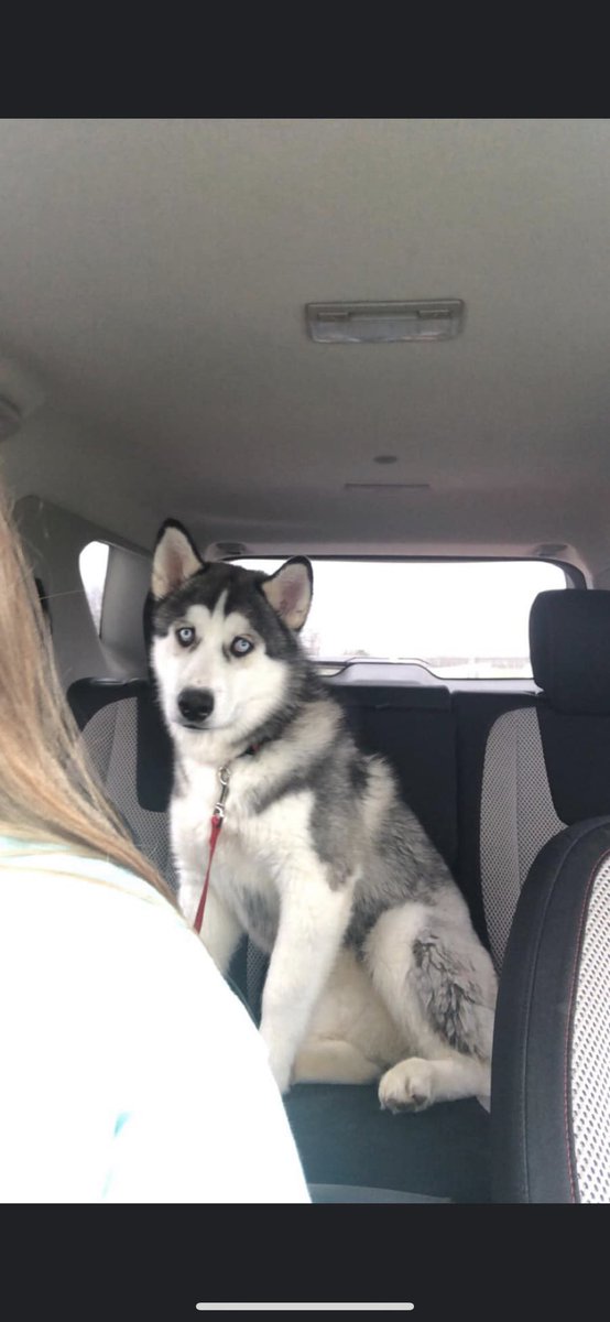 BigPapi5625's tweet photo. I need twitter to do its thing and re-unite me with my boy (Apollo). He got out when I was on vacation, around the Willard/Springfield area, his collar has trees on it. If anyone sees him or knows anything shoot me a DM and we can get in contact! https://t.co/eFkx9625YZ