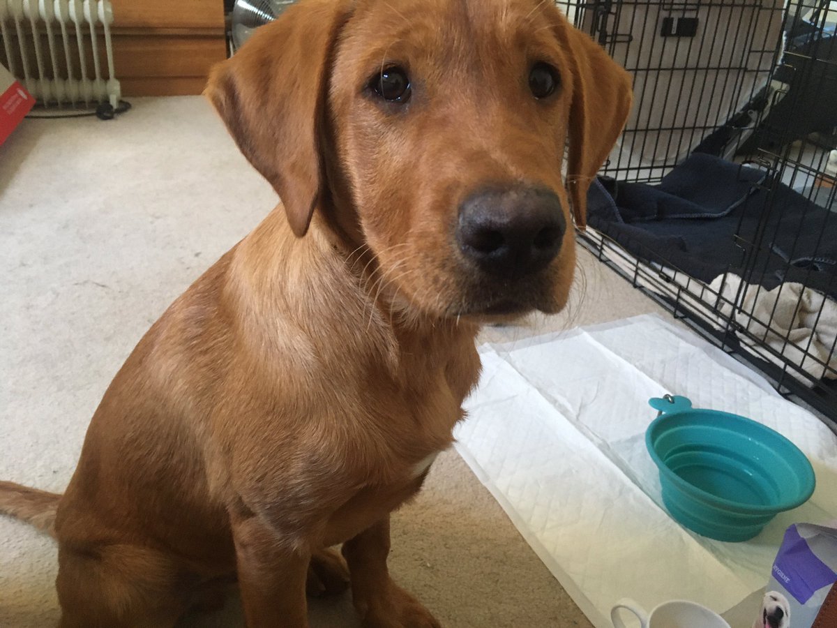 New addition to the family . Introducing Barney . Just 4 months old . #redfoxlablove
