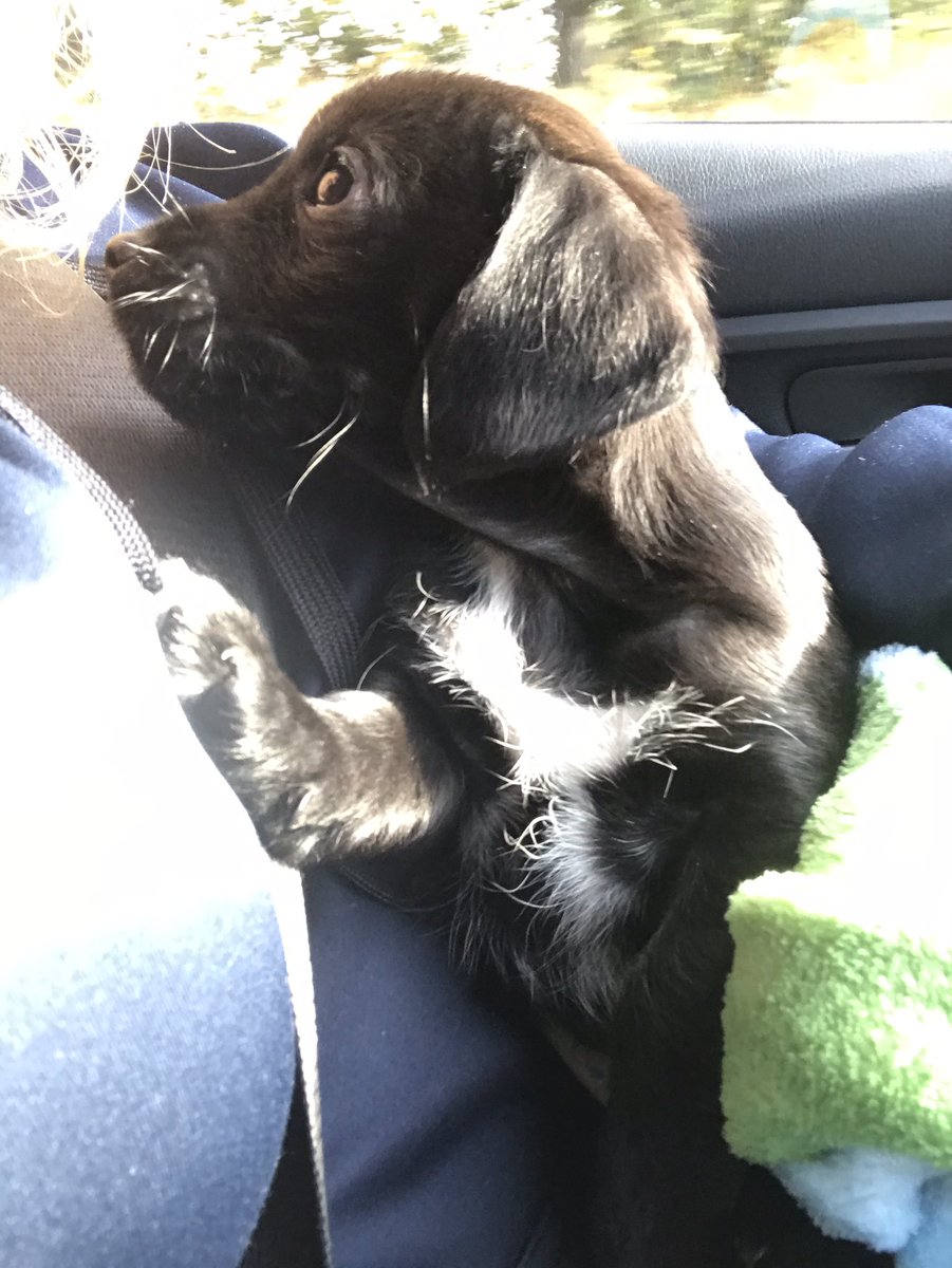 Manthyx's tweet photo. My beautiful Ralph 🐶❤️ https://t.co/uToEZ1wXef