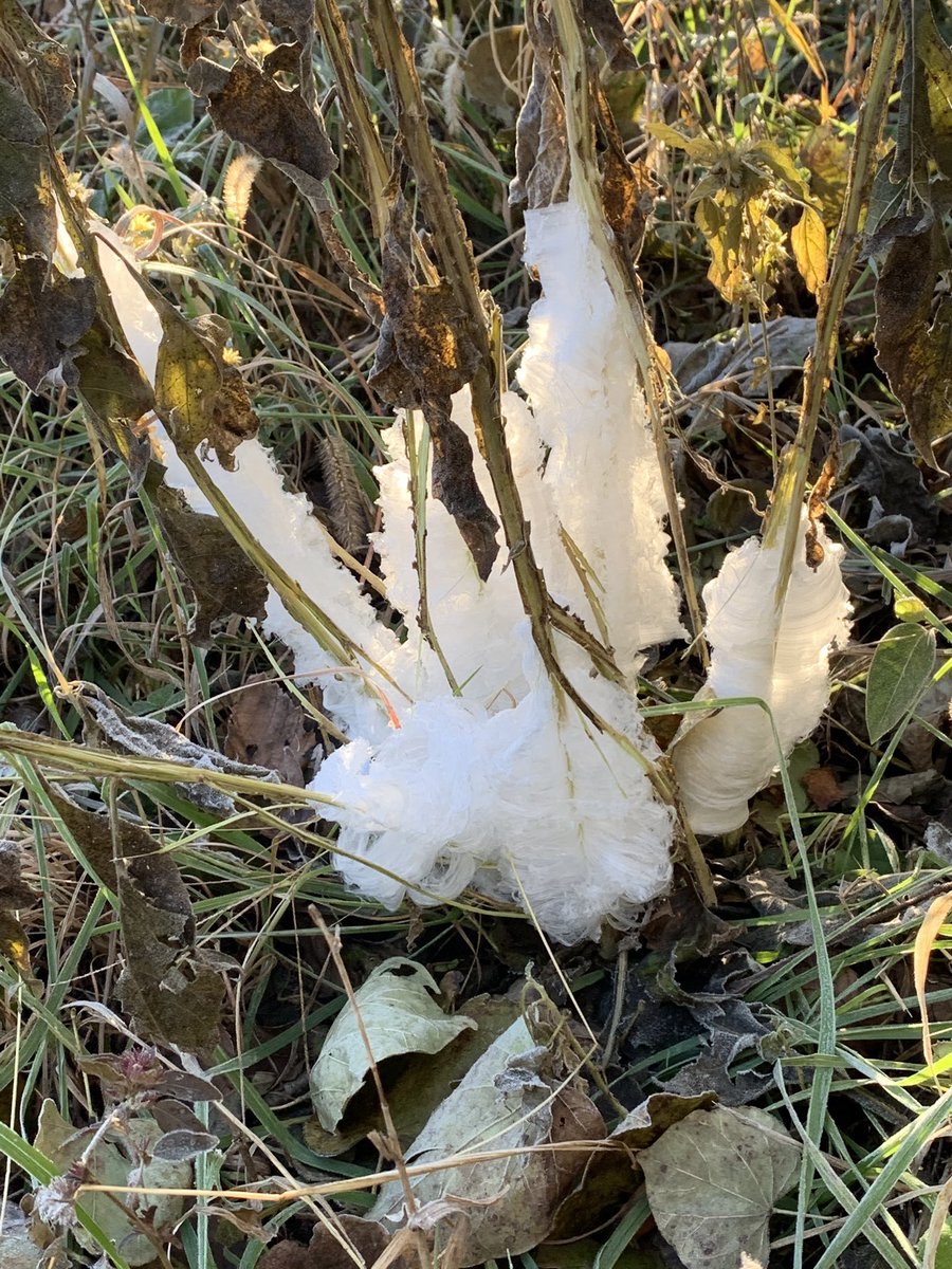 Pweece's tweet photo. Frost flowers bring me joy https://t.co/XmGnJhRTQd