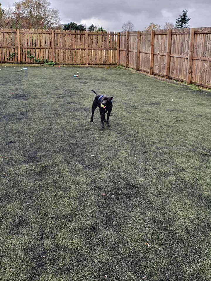 Oscar is an intelligent young dog. This is him playing ball in the kennels play enclosure. He loves balls & quiet woodland walks. Seeking a foreverhome pls RT #AdoptDontShop #StaffordshireBullTerrier #staffy #blackdog #rescuedogs #dogs #animallovers #becauseeverydogdeservesahome