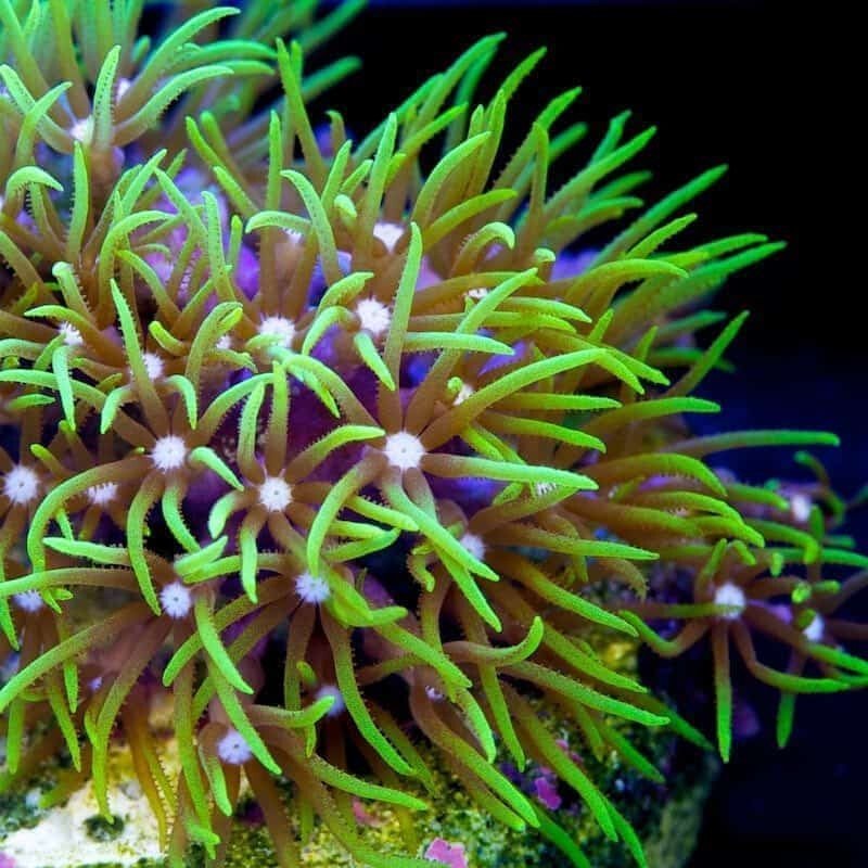Green Star Polyp - Very hardy, #reefsafe and ok in a #nanotank - Just be sure to keep it under control so it doesn't take over your #aquarium! Buy Now: ow.ly/pmFh50x0lLN #coral #corals #reeftank #greenstarpolyp #saltwatertank #marineaquarium #reeflife #reef2reef #aqualocker