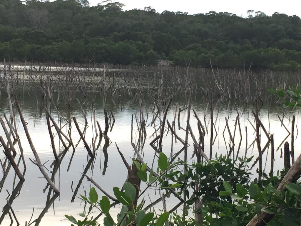 Shrimp farming can have devastating effects on #mangroves However these tree species are capable of #regeneration and provide vital habitat for wild life @MangroveWatch @tropicalconservation The sat photo shows the impact of shrimp farming and the degree of mangroves recovery