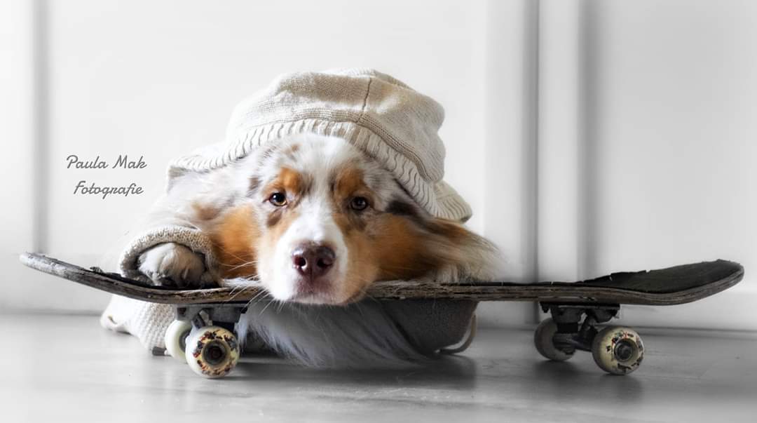Stage_Dogs's tweet photo. Toby wil buitenspelen https://t.co/7MSzsw2wAA