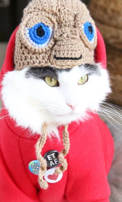 ThisIsYourAlien's tweet photo. Best and maybe only E.T. costume for a CAT spotted this year (via Icecreamtree Studio) https://t.co/ERqrRyFvbE #HALLOWEEN2019 #petcostumes 😻 https://t.co/RrsOttd21s