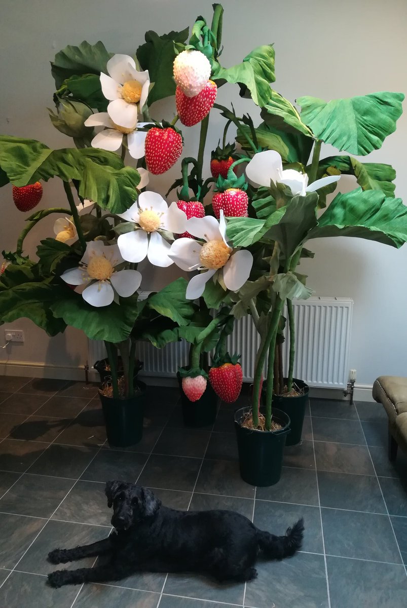 Let's play.. comment when you spot the dog.