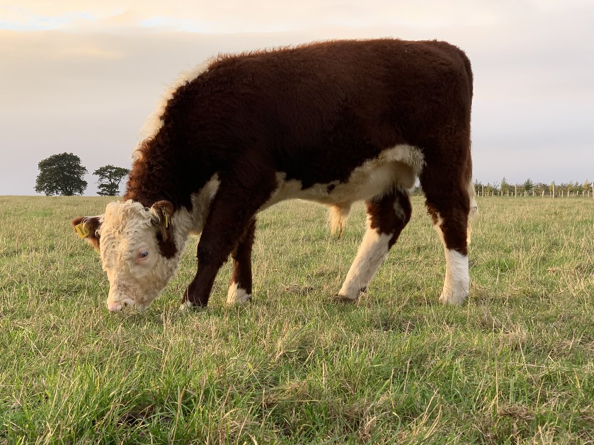Autumn grazing soon coming to an end, this lad and his pals will soon be coming in for winter. #bullsforsale #herefords