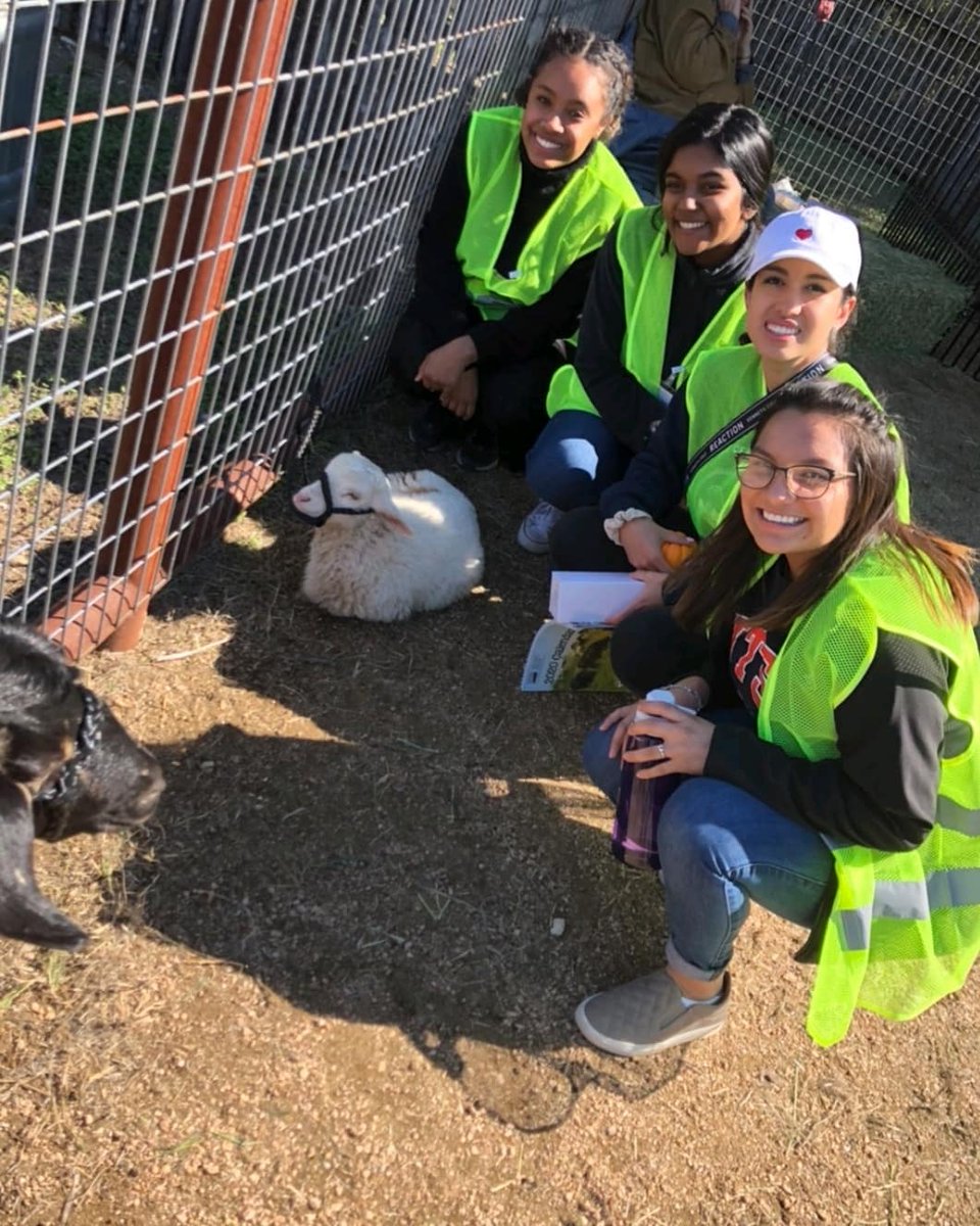 utsa_pa's tweet photo. Farm Day with our members was a lot of fun, here's a peek at the activities we participated in 🐑🤠🐮 https://t.co/7VcrRsCqLb
