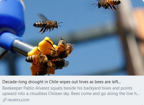 This is what the  #ClimateCrisis looks like in  #SouthAmerica right now. #Chile: "“There’s no water anywhere,” Mejias said. “The bees are suffering just the same as cattle, crops and people.”" https://www.reuters.com/article/us-chile-environment-bees/decade-long-drought-in-chile-wipes-out-hives-as-bees-are-left-without-flowers-idUSKBN1XB3T5