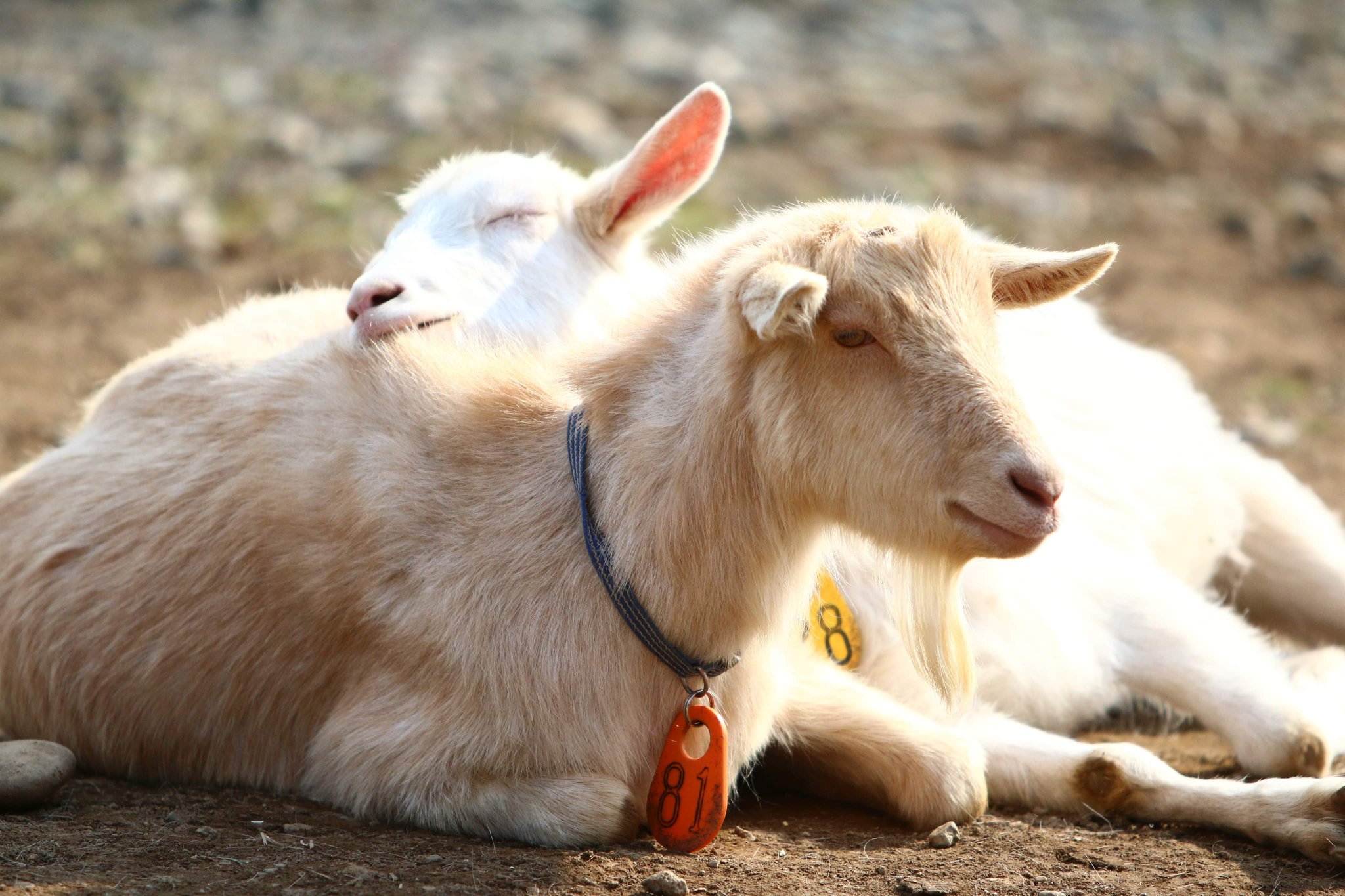 有 ハイジ牧場 おはようございます 本日はハイジ牧場今シーズンの営業最終日です 寒いけど遊びに来てくれたら嬉しいです ご来場お待ちしております ハイジ牧場 T Co 8pxms5ubki Twitter