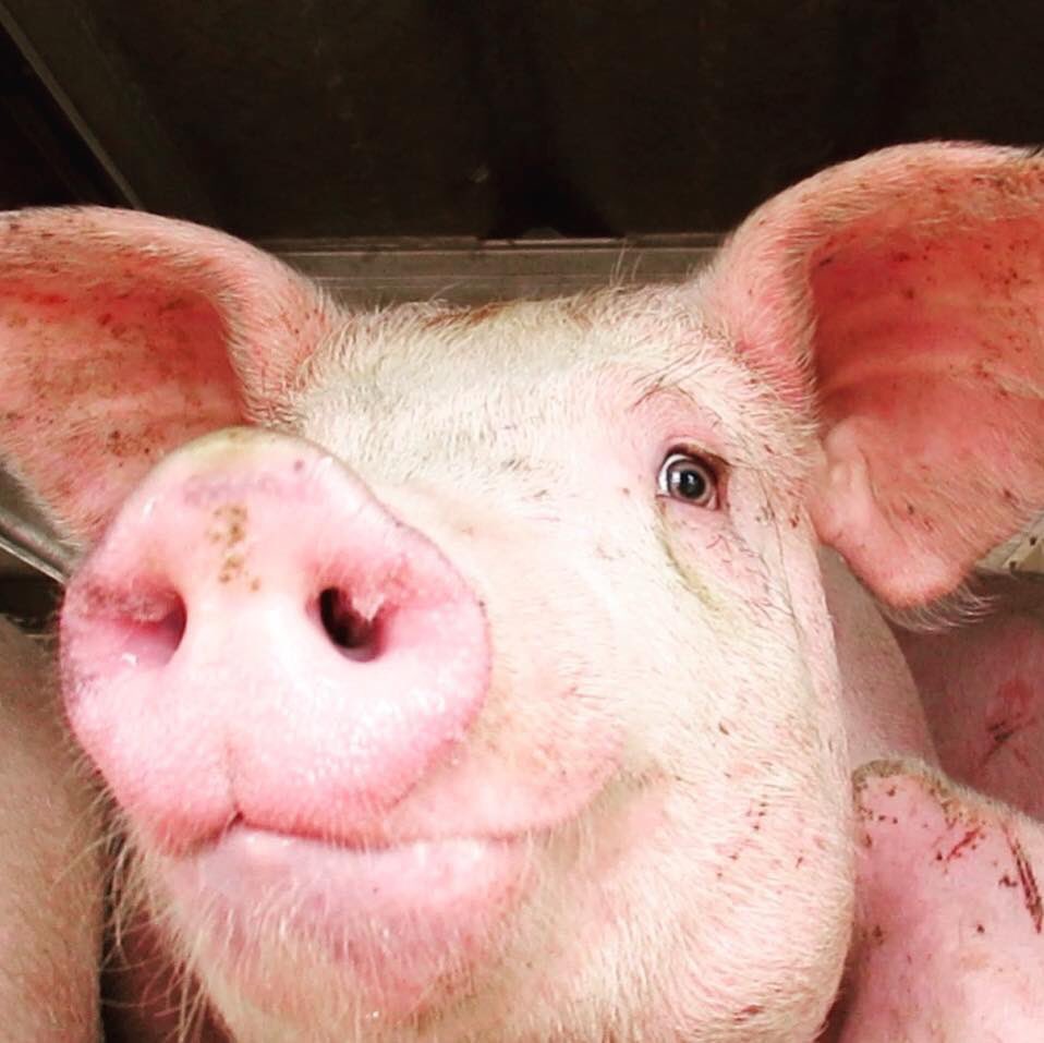TorontoPigSave's tweet image. Please don’t hurt me!

💔🐷💔

#vegan