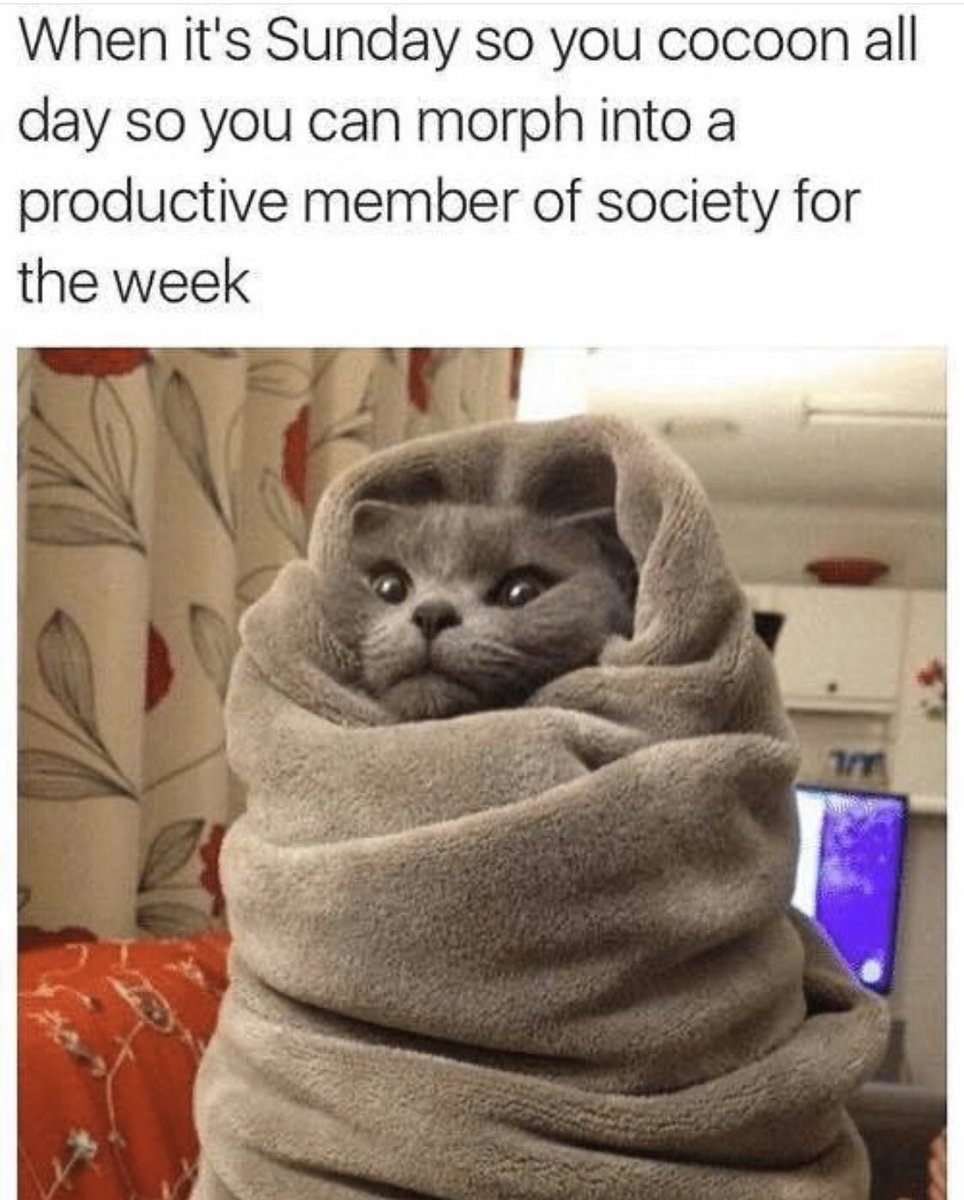 Purrito Sunday 🌯🐱 
•Photo credit instagram.com/thedailykittyo… #SundayFunday