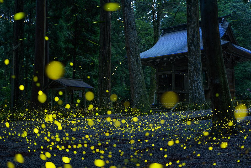 pashadelic's tweet photo. Photo of the Day
Location: Japan / Hyogo / Tamba
by Shin
If you like to see where it was taken and other EXIF info, click the link below.
https://t.co/voACKQzRjT
#PASHADELIC #Landscape #LandscapePhotography #PhotooftheDay #ヒメボタル #GPC2019 #TOP60 https://t.co/RRiT3ivQ9h
