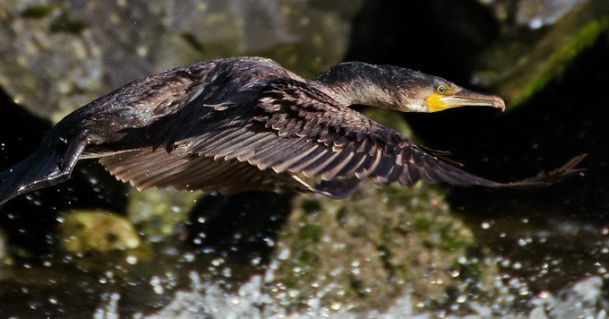 Kath catches a regular visitor to the weir on the River Tawe - courtesy @kjt810 #WelshPassion from #PeoplewithPassion