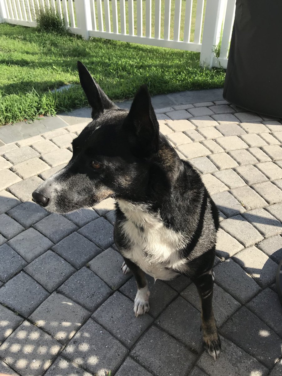 basenji border collie mix